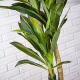 Alfresia Artificial Plant - Thin Leaf, Suitable for Indoor or Outdoor Use