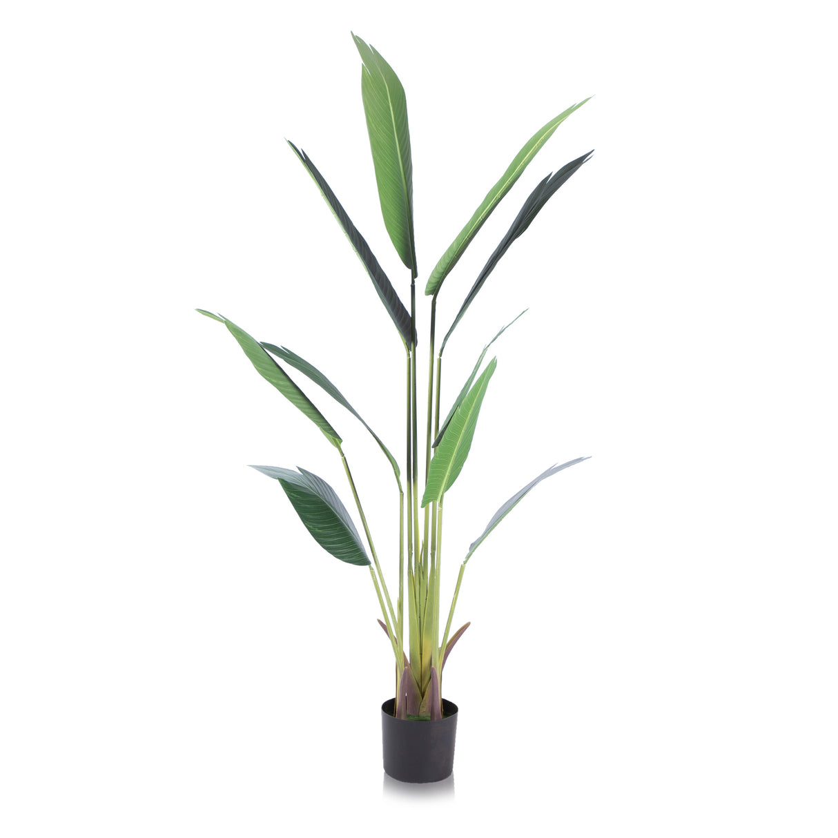 Alfresia Artificial Plant - Wide Leaf, Suitable for Indoor or Outdoor Use